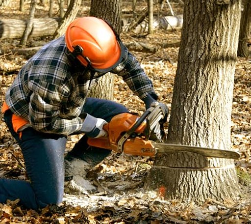 Tree Removal in New Summerfield, TX